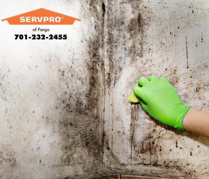gloved hand cleaning up mold and microbial growth 