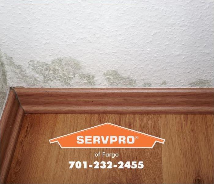 Mold is shown growing above the baseboards of a home. 